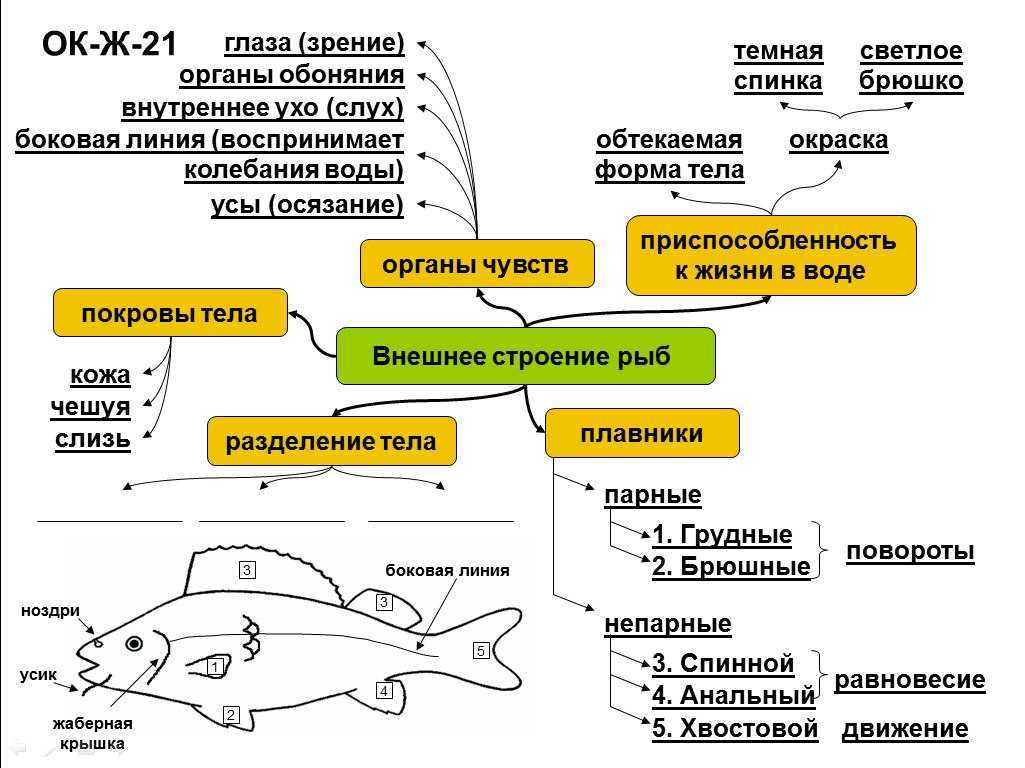 Классификация рыб: основы систематики и примеры