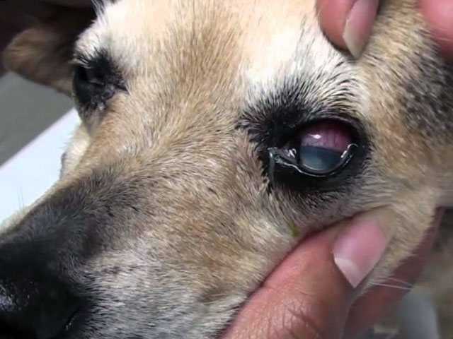 У собаки гноятся глаза - причины, признаки и лечение