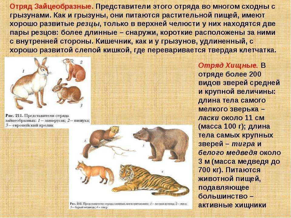 Млекопитающие животные: происхождение, строение и виды