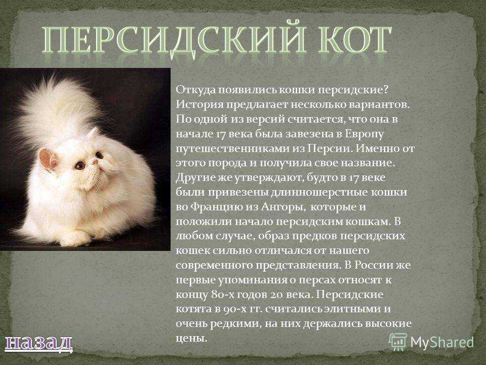 Порода кошек бамбино: как выгдяит кот, кошка и котята бамбино — особенности породы
