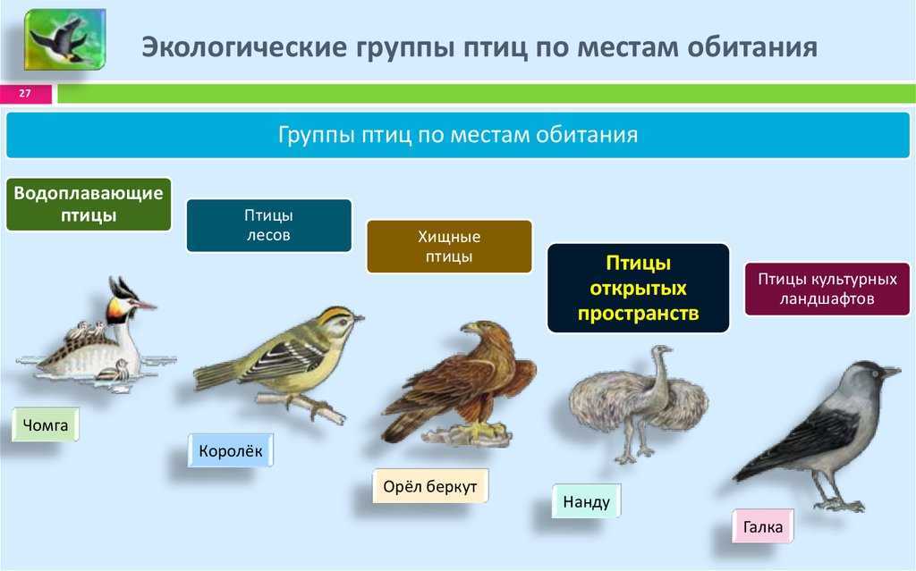 Глухарь ваше имя (обязательно) ваш e-mail (обязательно) тема сообщение пожаловаться ▲▼ проблемыинформация невернаопечатки, неверная орфография и пунктуацияинформация потеряла актуальностьнедостаточно