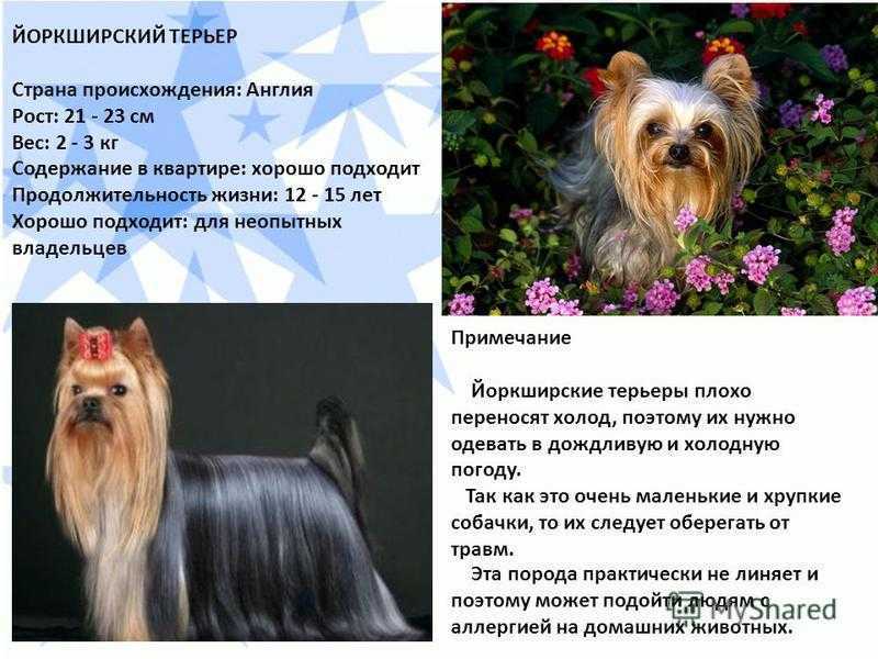 Йоркширский терьер: описание, характер и уход