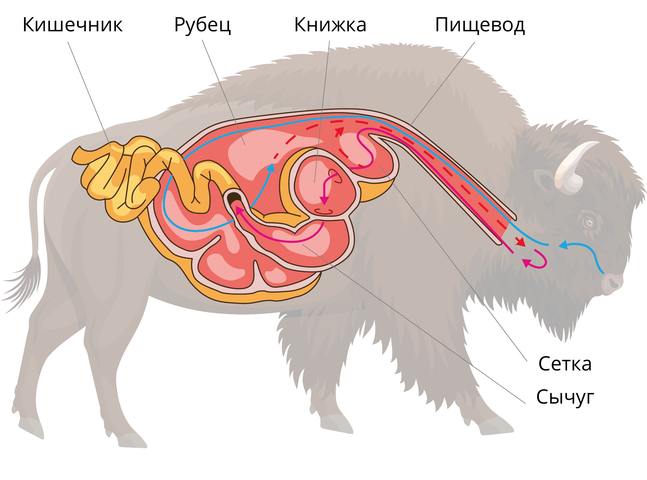 Желудок коровы как называется по другому. сколько желудков у коровы: особенности строения пищеварительной системы