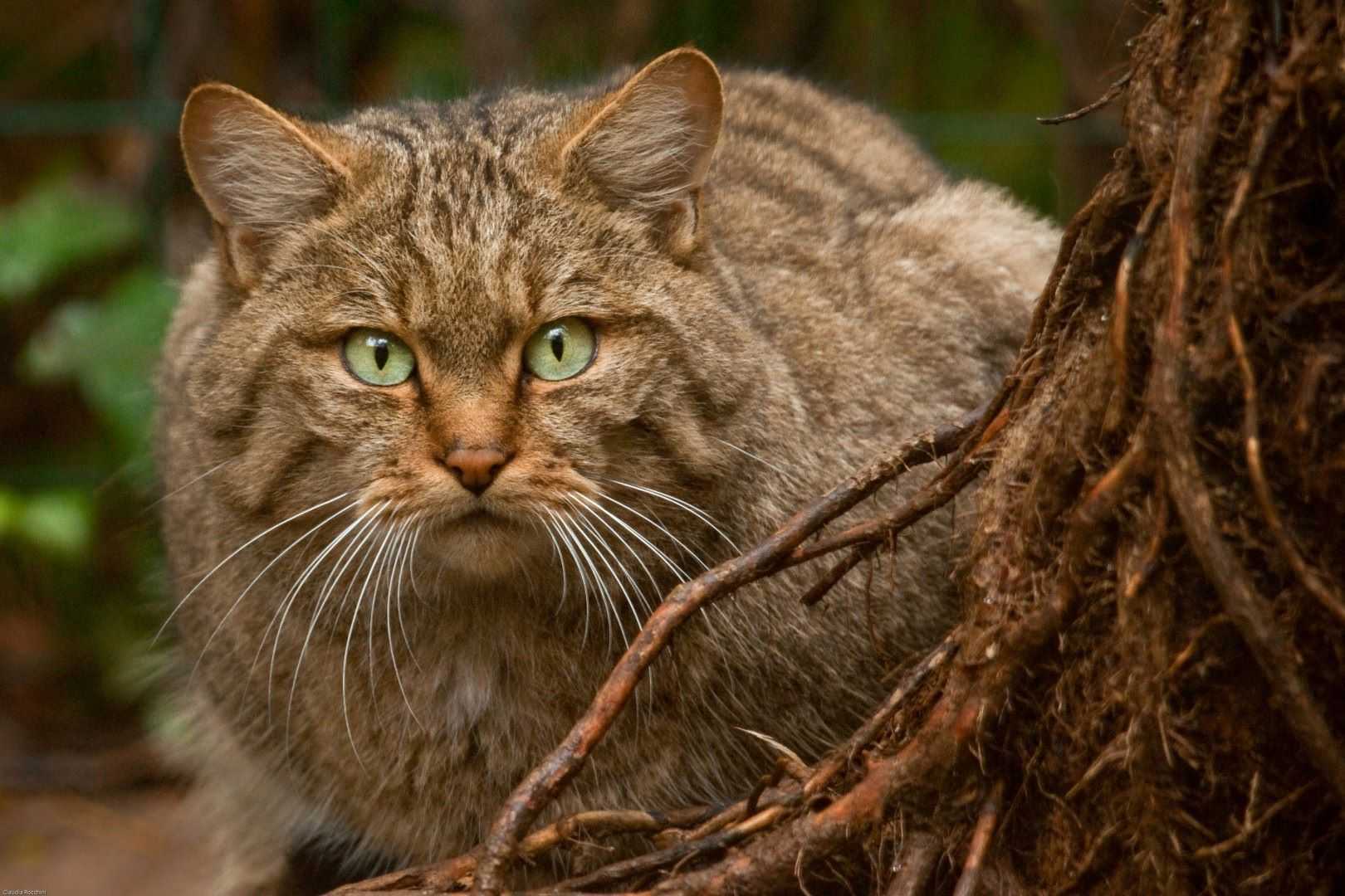 Среднеевропейская кошка: история, описание и образ жизни