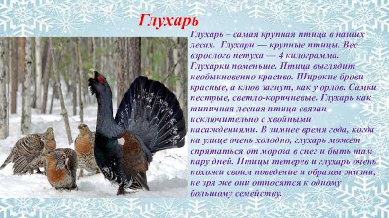 Глухарь - описание, ареал, рацион, враги, популяция, охота