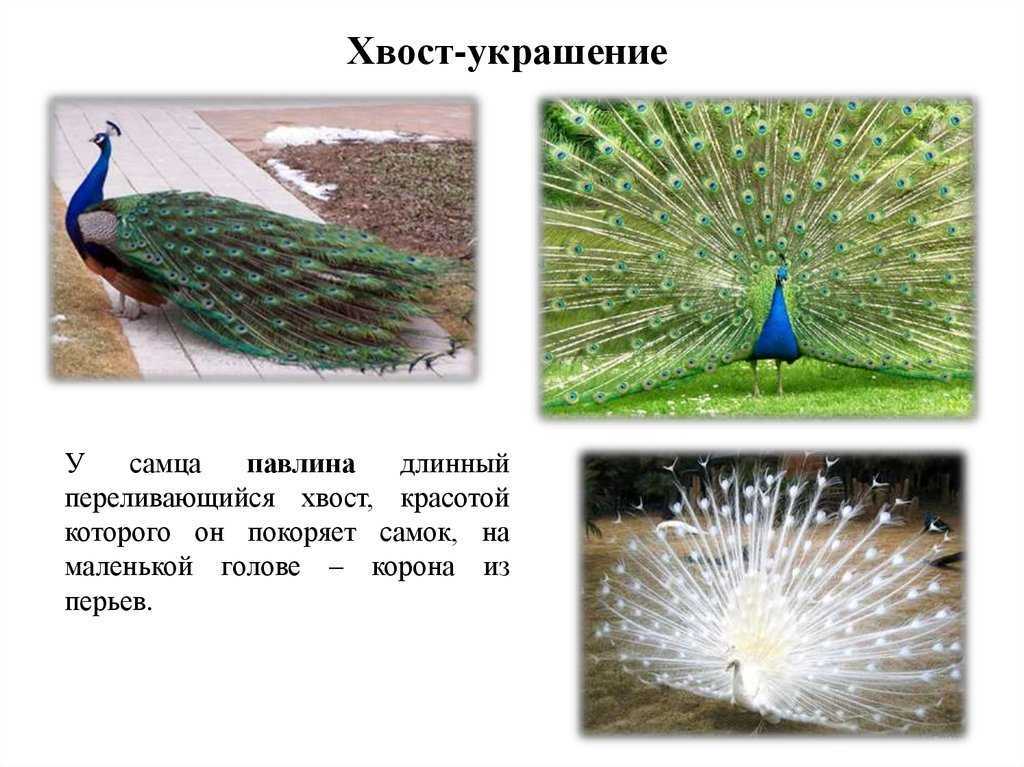 Павлин: как выглядит, описание птицы | интересный сайт