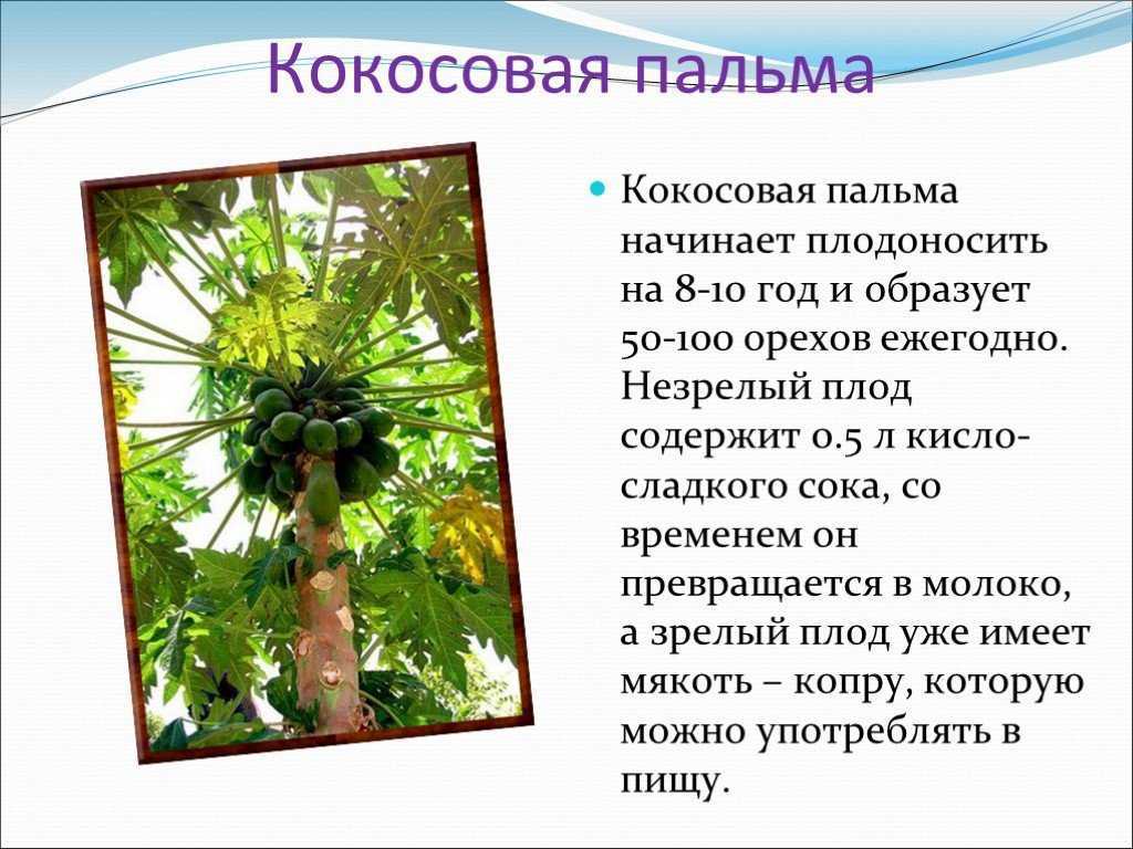 Растения пустыни намиб