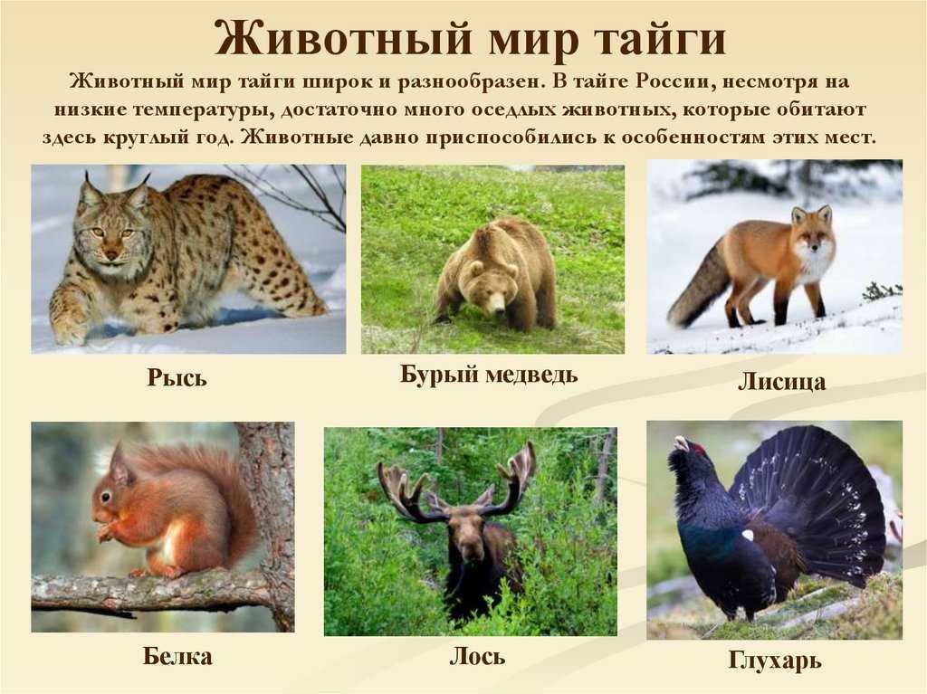 Как выглядит тайга - природная зона россии: какие есть животные, интересные факты | tvercult.ru