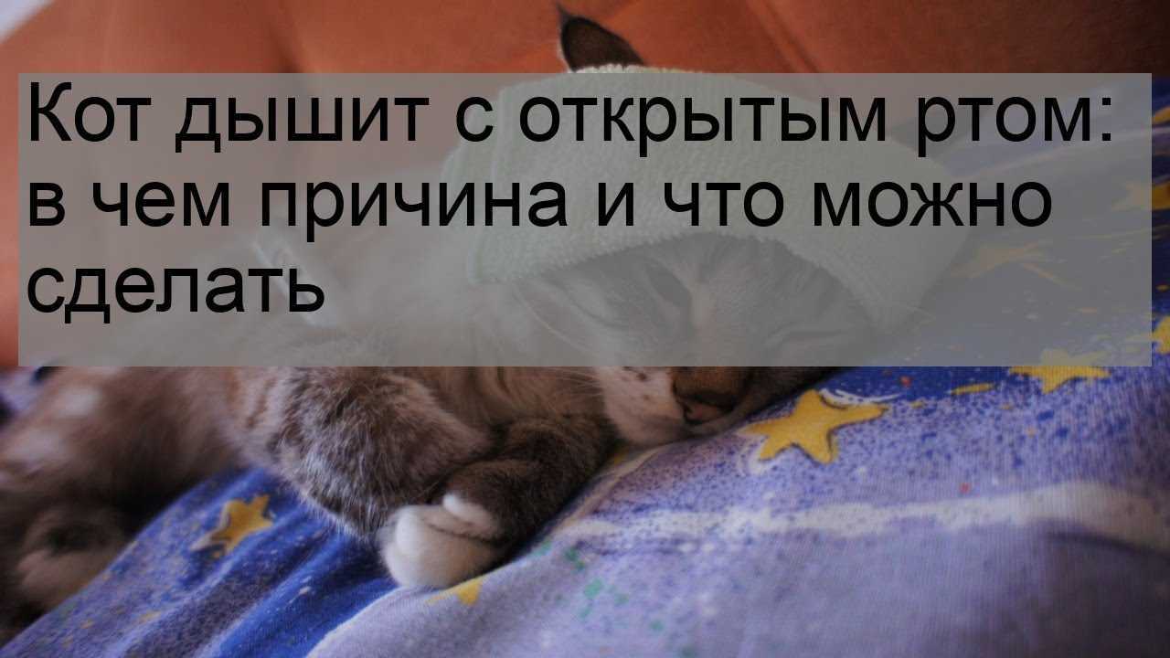 Кошка тяжело сопит и хрюкает носом при дыхании: причины, диагностика и лечение