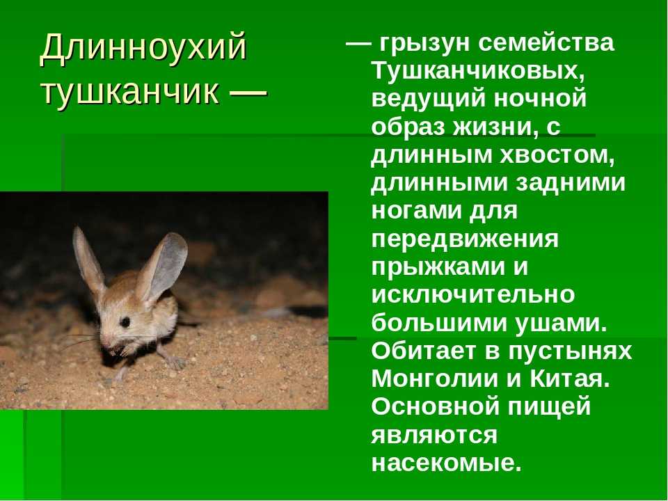 Сообщение о тушканчике: внешний вид, фото, образ жизни, питание, размножение