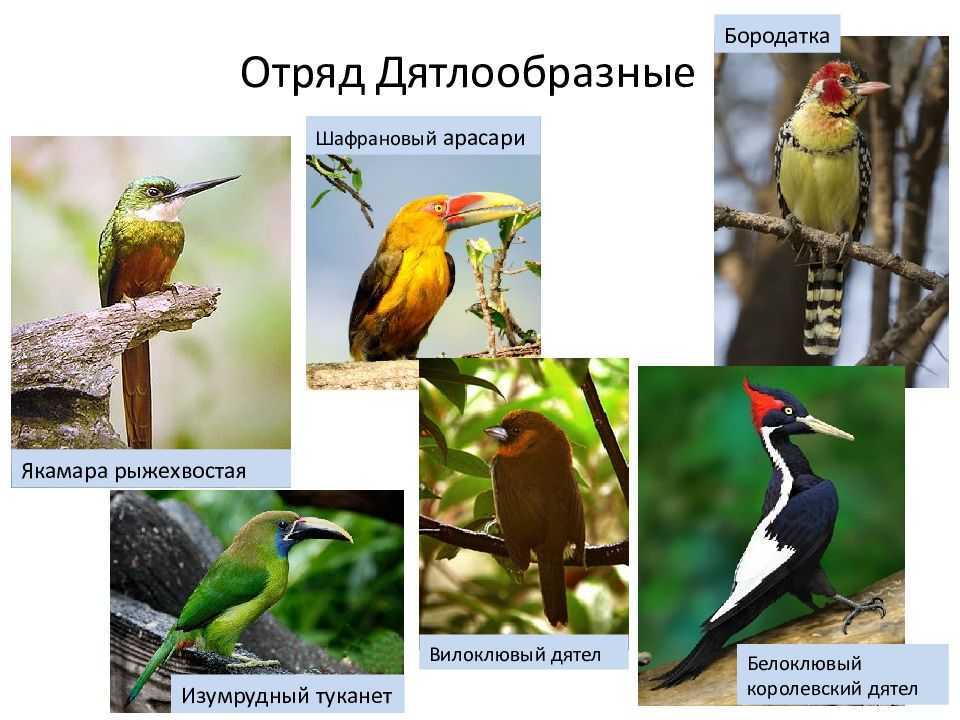Птица дятел: как выглядит, где живет, повадки, фото, видео