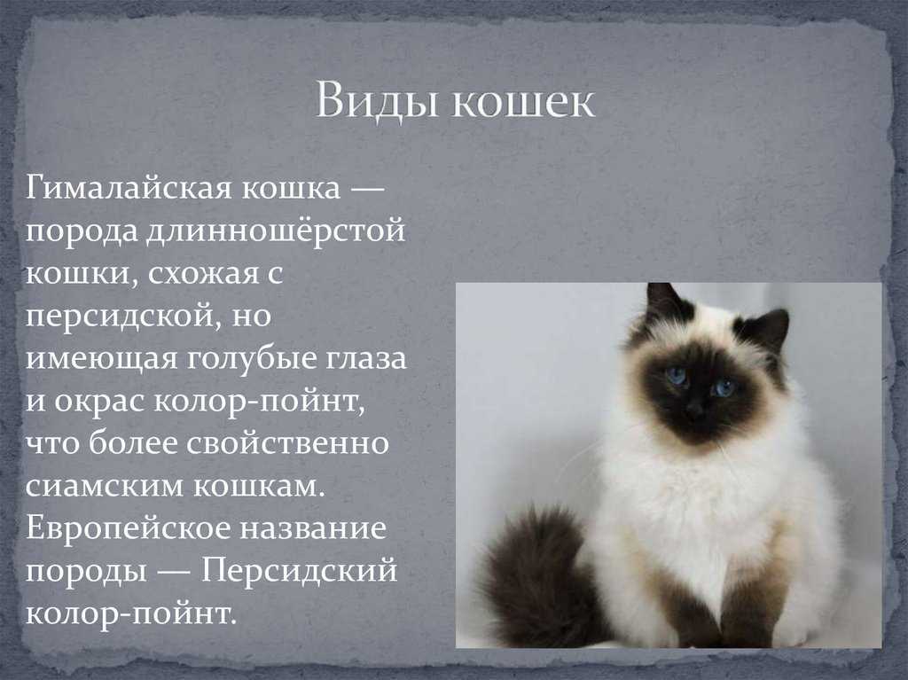 Гималайская кошка: стандарт породы, характер, особенности ухода, стоимость котят