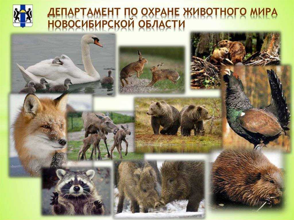 Дикая коза -или косуля - горная, лесная: как выглядит животное, особенности поведения