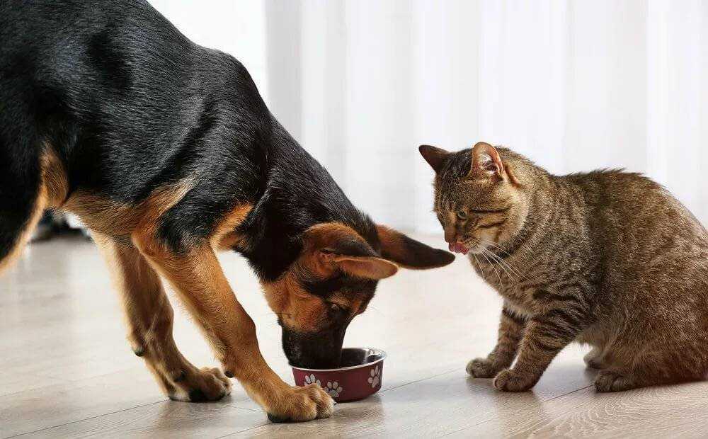 Почему кошка рычит и шипит