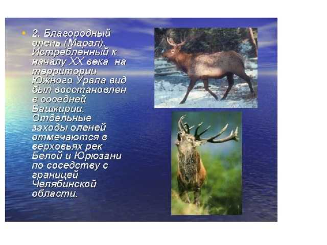 Животные урала. описания, названия и особенности животных урала