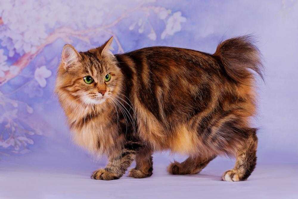 Курильский бобтейл: фото, описание породы, уход, кормление, достоинства - zoosecrets