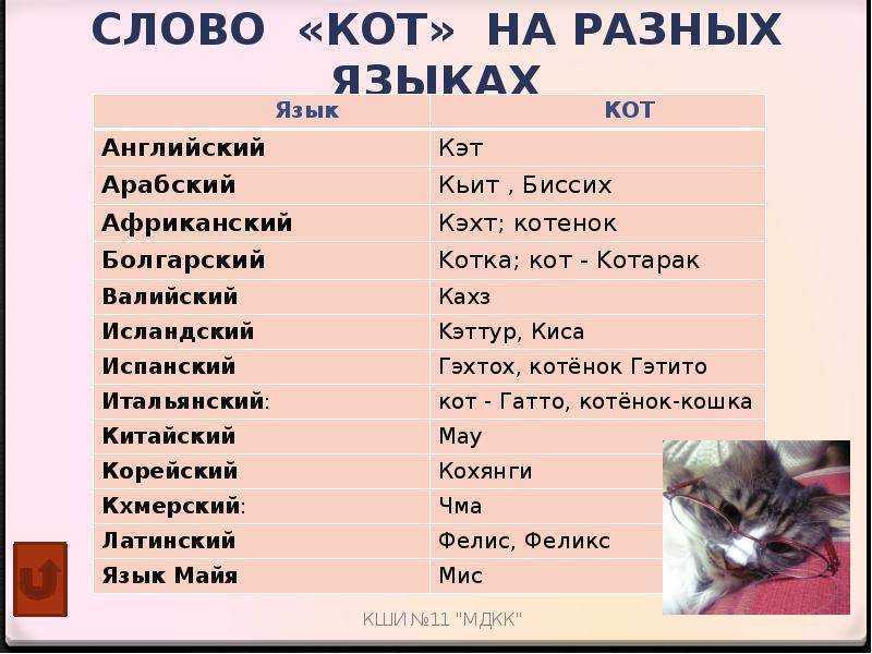 Клички для кошки, смешные, забавные, красивые, смешные