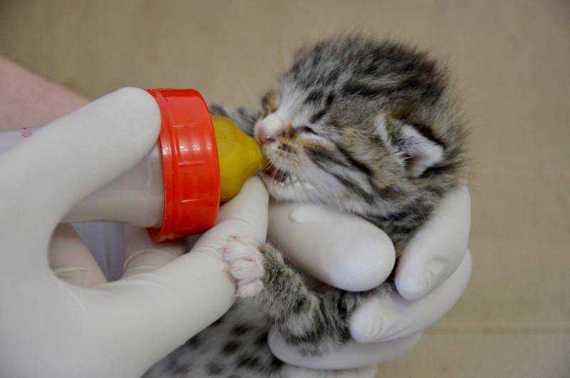Чем кормить кормящую кошку – правильное питание, рекомендации