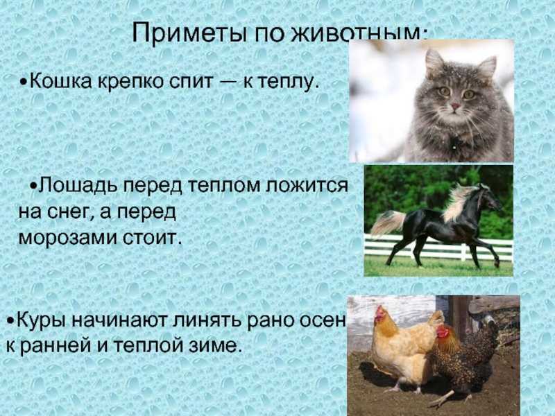 Конспект занятия «домашние животные и их детёныши»