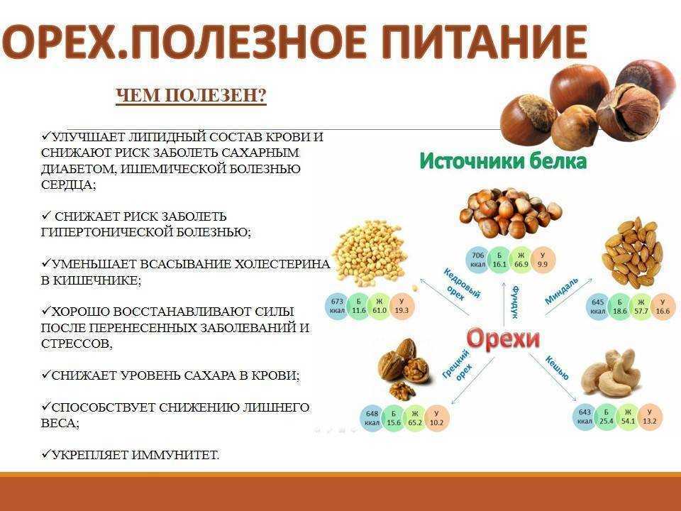 Орехи кошкам: можно ли давать, польза и вред