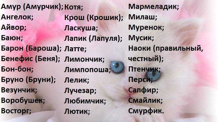 Русские имена для котов