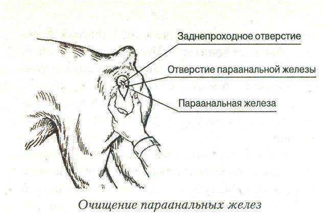 Воспаление кишечника у кошек (innflammatory bowel disease) - симптомы, лечение неспецифического воспаления кишечника у кошек. ветеринарная клиника "зоостатус".