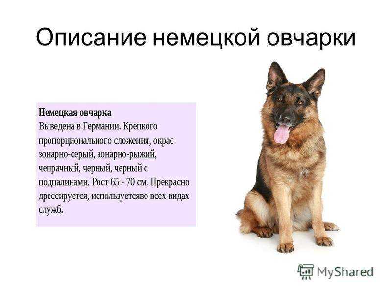 Кличка для немецкой овчарки – выбираем имя для собаки