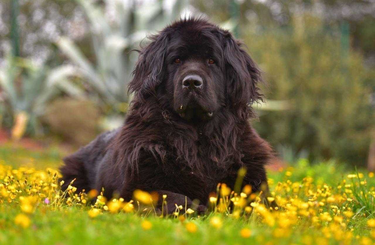 Собака ньюфаундленд — характеристика незаменимого спасателя