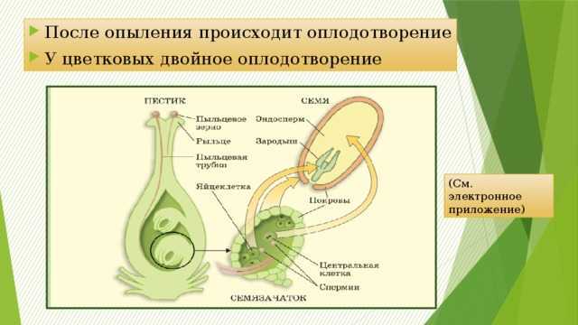 Понятие о половом размножении и половом процессе. типы полового процесса - размножение растений - морфология растений - т. а. сауткина - 2012