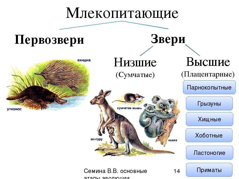 Млекопитающие