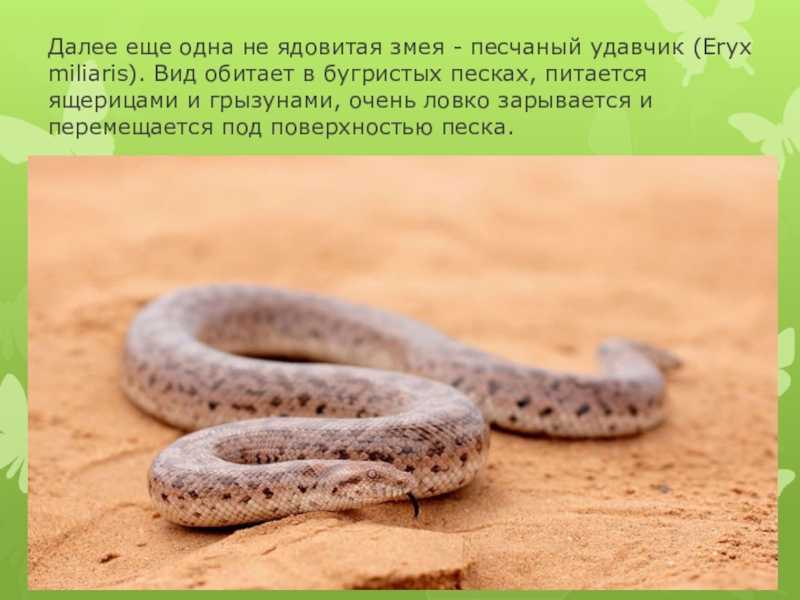 Удод (50 фото) - описание птицы, чем питается и где обитает