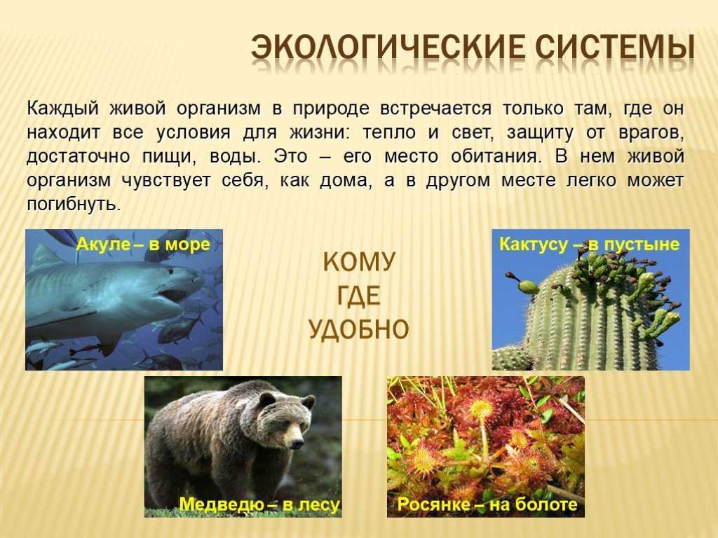 Экологические проблемы современного мира