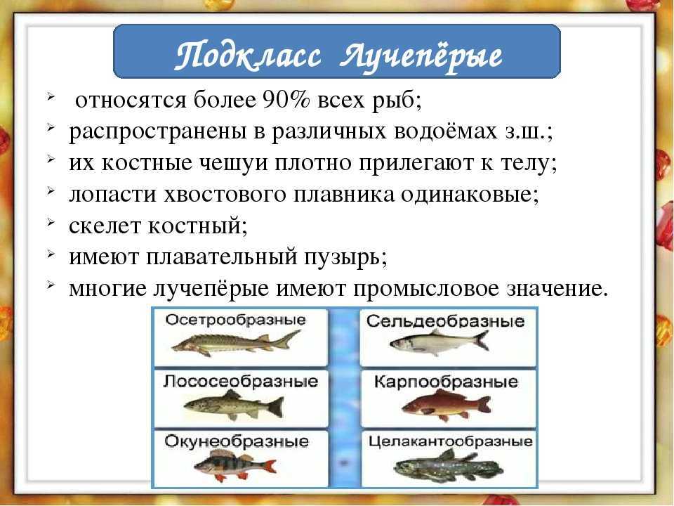 все про лучеперых рыб Фото, видео и краткое описание Виды и класс Строение, особенности и характеристики Кто относится к лучеперым рыбам Примеры и названия видов Интересные факты, доклад и сообщение