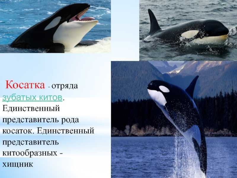 Косатка. владычица морей
