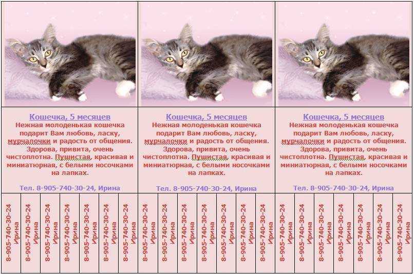 До скольки лет растут коты и кошки