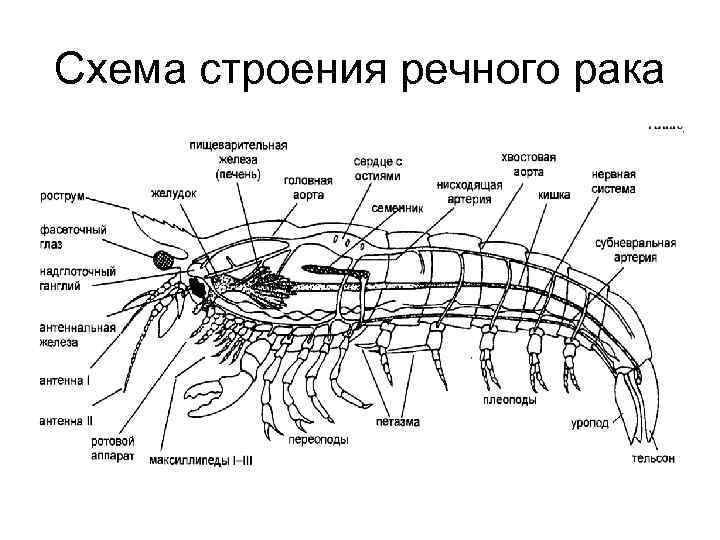Речной рак