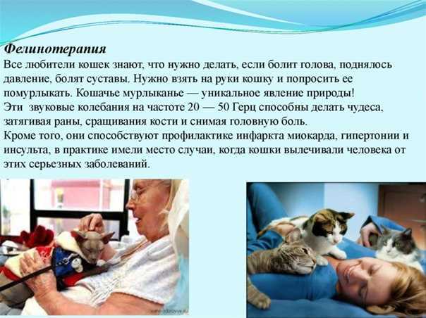 Фелинотерапия: как кошки лечат людей? | ваши питомцы