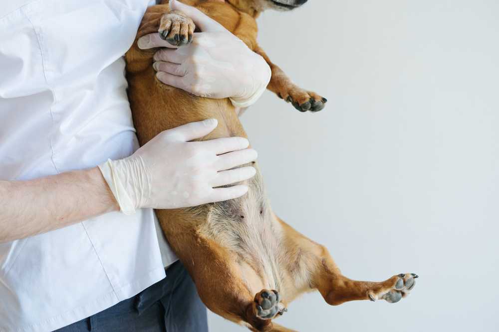 Болезни печени у собак - причины, признаки и возможные последствия
