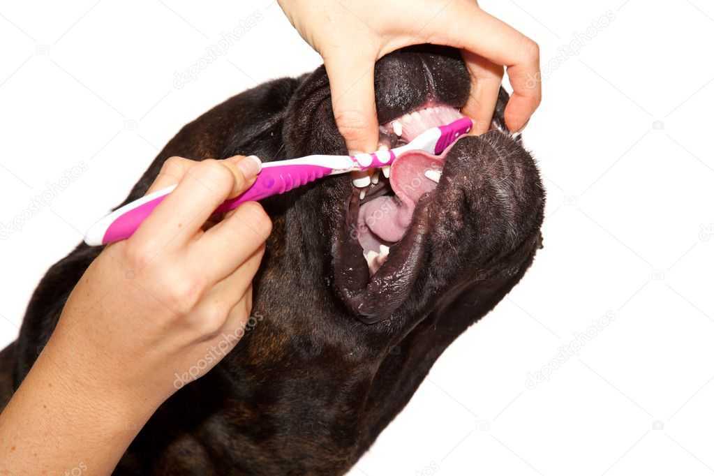 Как чистить уши собаке – без боли и осложнений