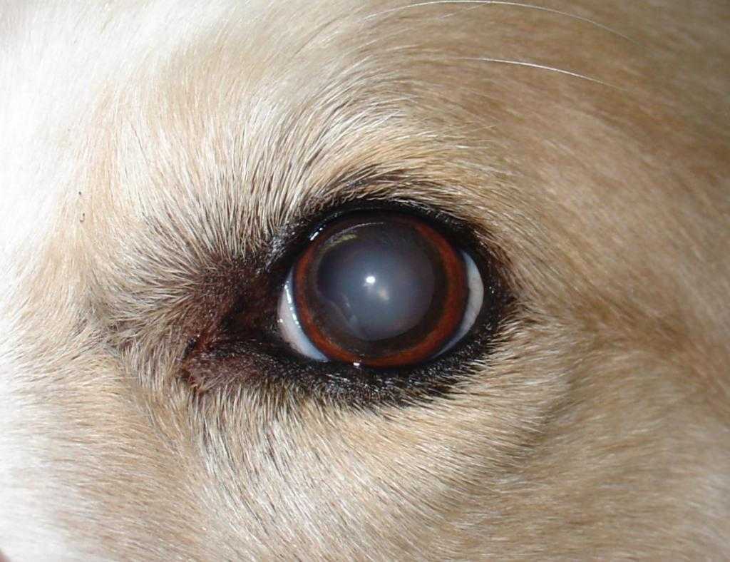 У собаки гноятся глаза, что делать?