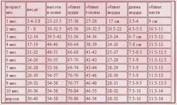 Лабрадор