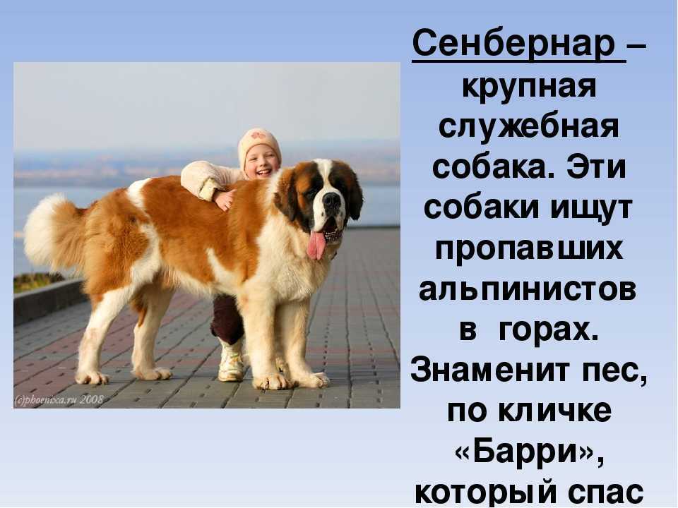 Сенбернар (характеристика породы), продолжительность жизни и другие факты о собаке