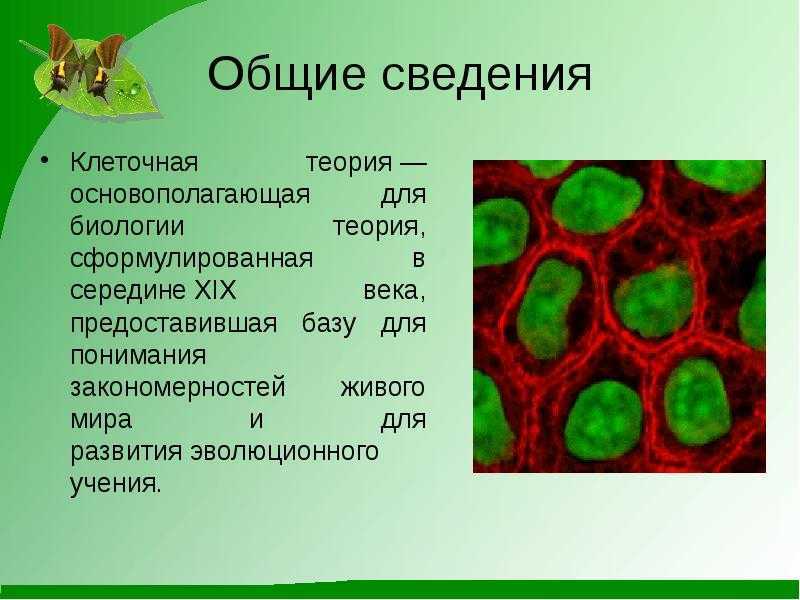 Основные положения клеточной теории строения организмов - сайт по биологии