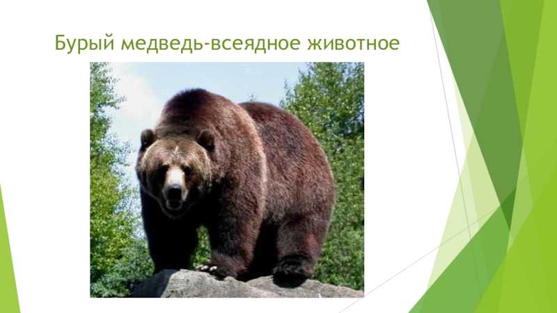 Все о медведях