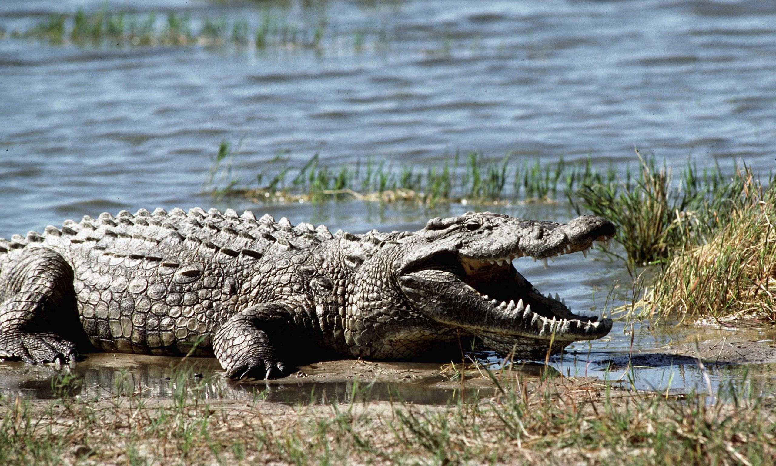Крокодилы - описание, виды, особенности строения и интересные факты