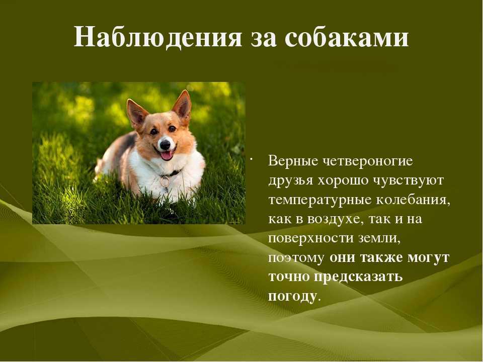 Как понять, что собака умирает?