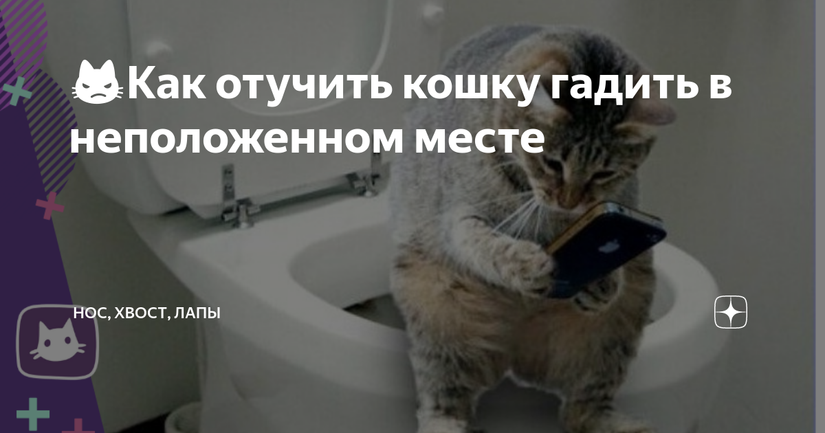 Как отучить кошку гадить в неположенном месте: полезные рекомендации