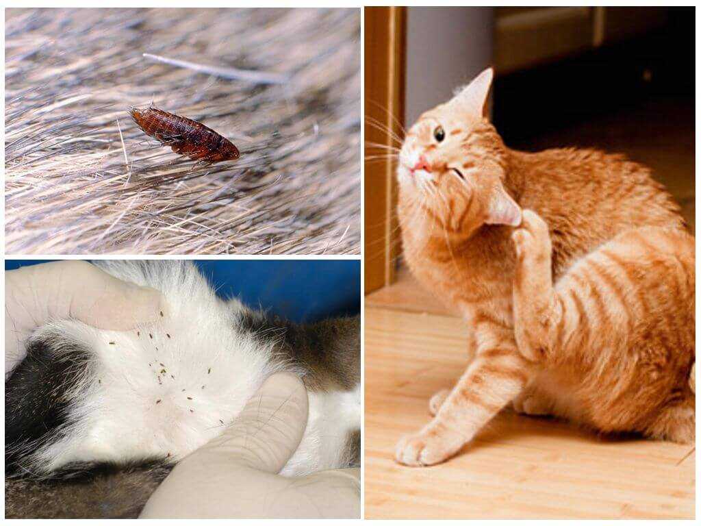 Блохи у кошек: симптомы, лечение - как вывести блох у кота - kupipet.ru