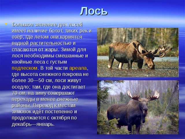 Отряд грызуны – виды и описание