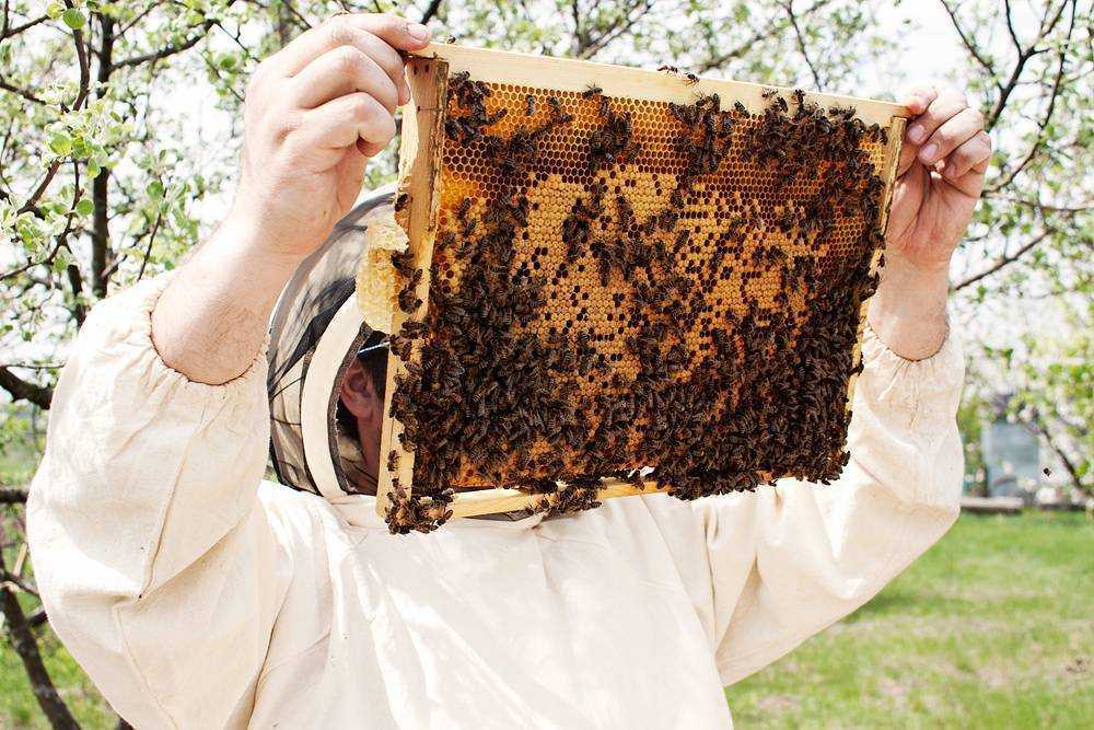 Пчела насекомое. образ жизни и среда обитания пчелы